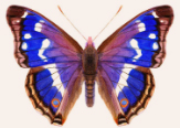 butterfly3